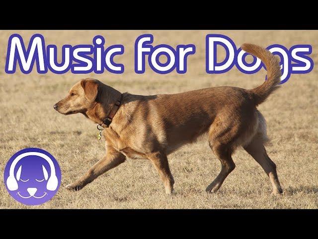 15 Hours of Classical Music for Dogs - Help your Dog Sleep FAST! (2019)