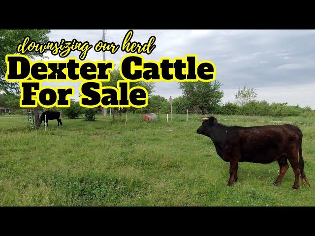 Dexter Cattle For Sale!