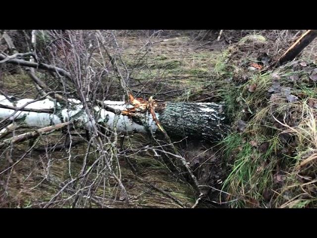 Ввод залежных земель в сельхоз оборот. Корни берёз после выкорчёвки бульдозером