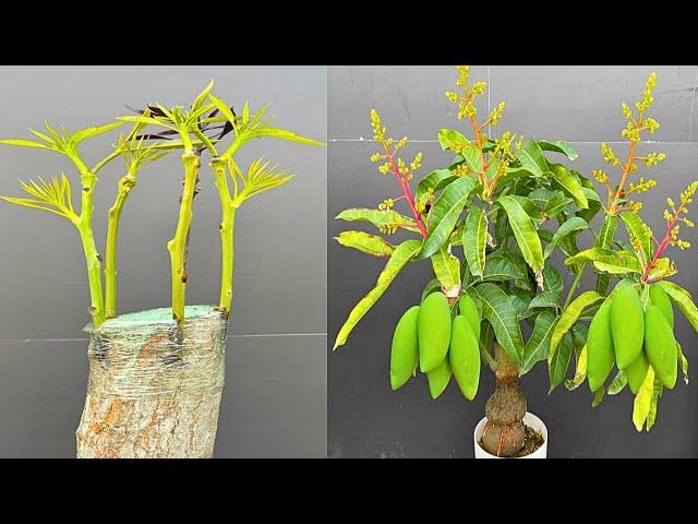 5 Multiple Grafting On One Mango Tree | How To Grow Mango Tree From Cutting