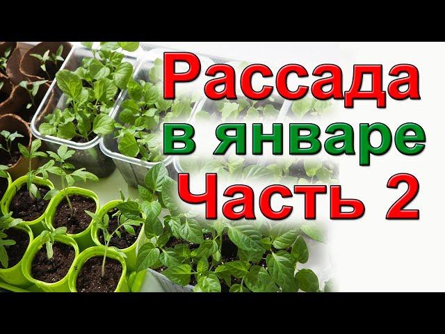 Рассада в январе. Часть 2