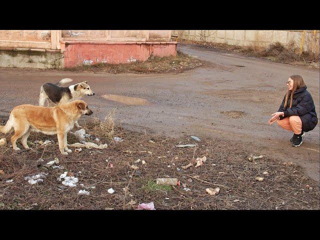 Best Way to Tell Street Dogs You Love Them