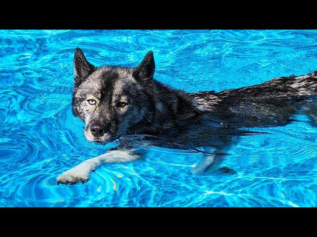 My Husky JUMPS Into the BIG Pool! The Pool is Back!