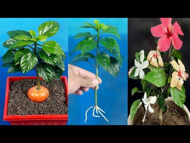 This method of growing a hibiscus plant with cuttings