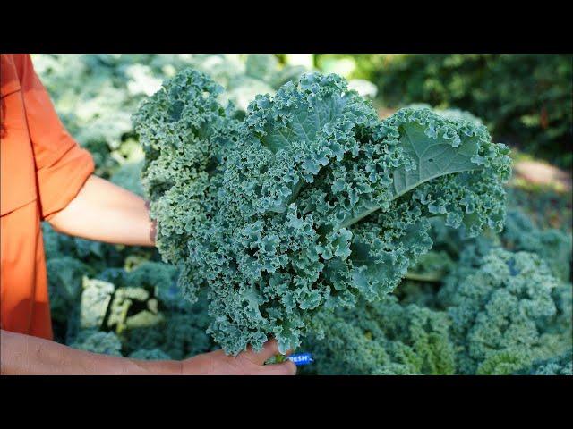 From Farm to You: Kale