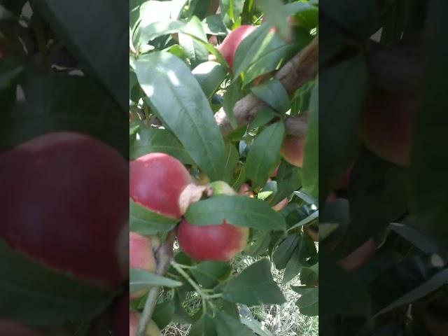 Шафтоли.  Персик. peach.#fruit