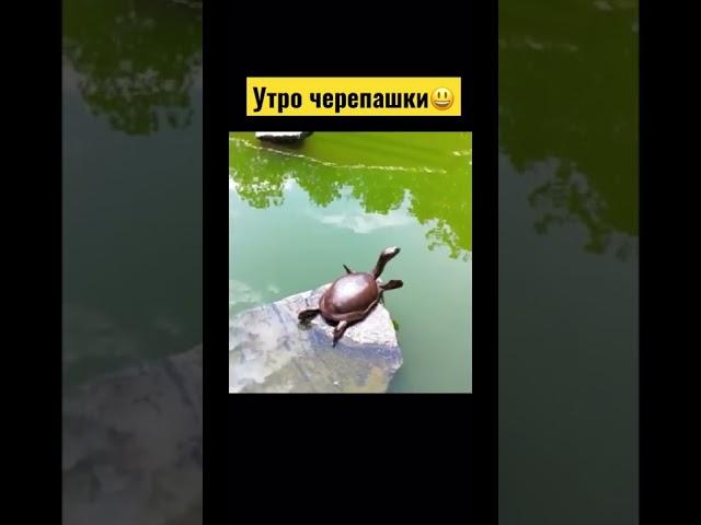 Утро удалось