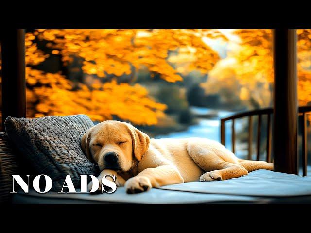 3 HOURS of Dog Calming MusicSerenity Sounds for Nervous DogsReduce Separation Anxiety