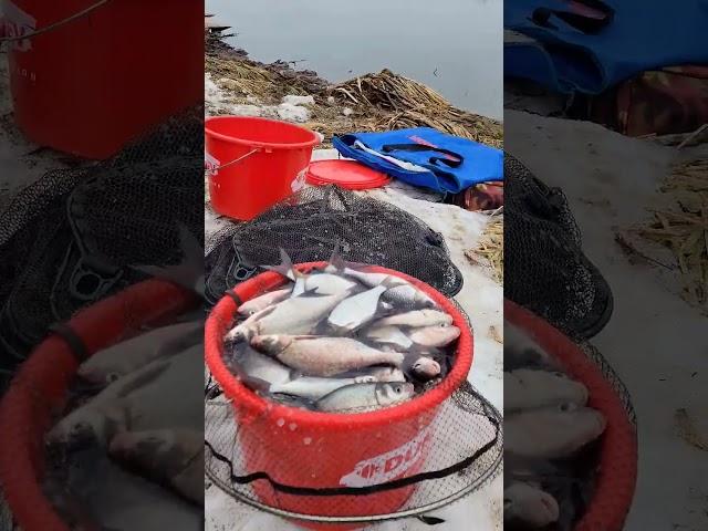 поймали много рыбы #рыбалка #fishing #фидер #fish #рыбалкасбородой