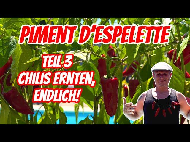 ️Piment d'Espelette SELBST ANBAUEN! | Teil 3/ Ernte | Grill & Chill / BBQ & Lifestyle