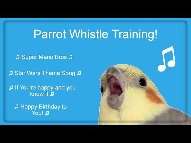 #Bird Whistle Training! Teach Your Bird / Parrot to Sing! 8 Hour Loop!