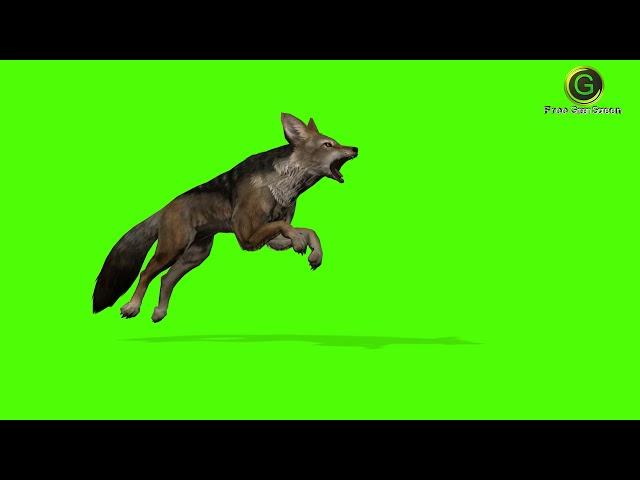 Jackal Green Screen HD