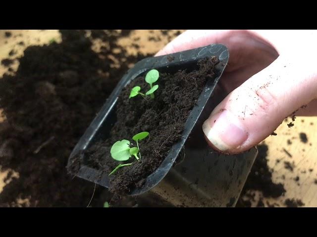 How I transplant small pansy seedlings , growing pansies from seeds