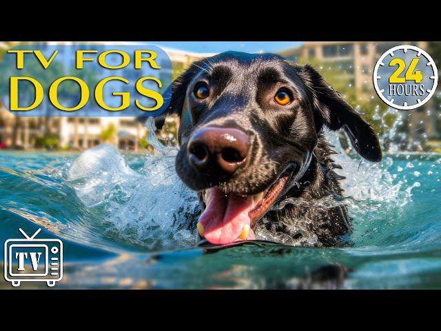24 Hours of the Best Fun & Relaxing TV for Dogs! Boredom Busting Videos for Dog with Music
