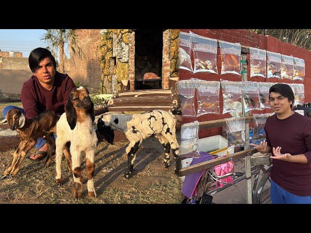 Three Baby Goats Ly Aiy  Fishes Lena Laga Lakin 