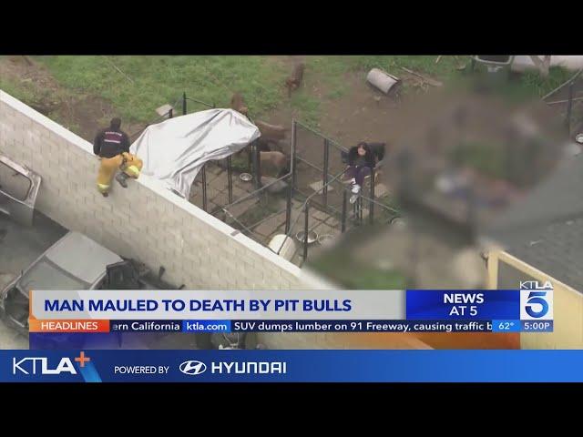 Compton pit bull breeder mauled to death by his own dogs