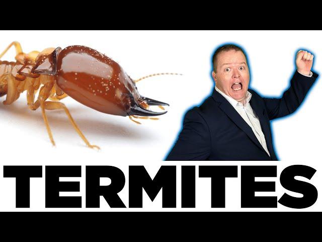 Termites and Arizona Homeowners