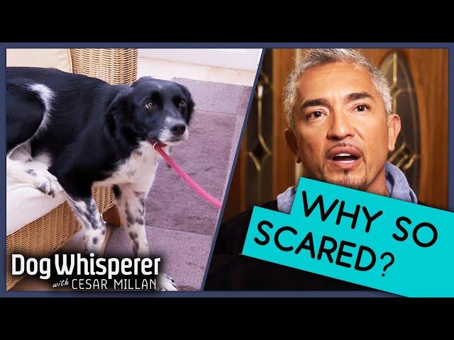 Cesar Millan: How To Treat Terrified  Dog | Dog Whisperer