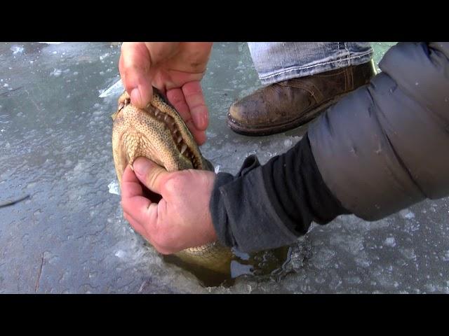 How alligators survive in frozen water