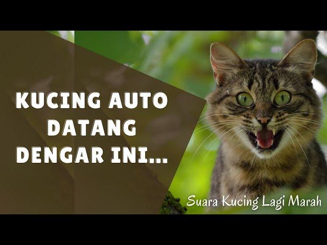 Kucing Auto Datang Dengar Ini.... | Suara Kucing Lagi Marah