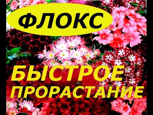 ФЛОКСЫ ИЗ СЕМЯН БЫСТРОЕ  ПРОРАСТАНИЕ !  СУПЕР СПОСОБ !