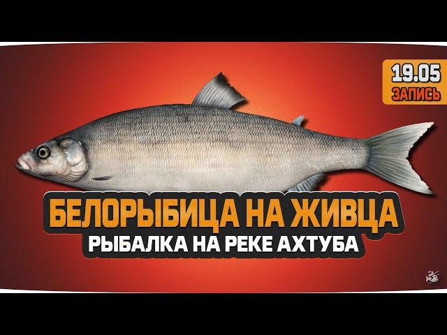 Белорыбица на живца Уклейки, рыбалка на реке Ахтуба — Русская Рыбалка 4