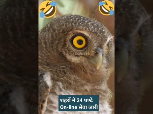 Ullu video youtube | Ullu video youtube short | Family moj | Masti video comedy | #shorts | Shorts |