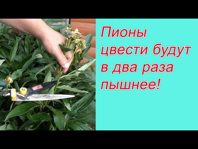 Как обрезать и чем подкормить пионы после цветения.