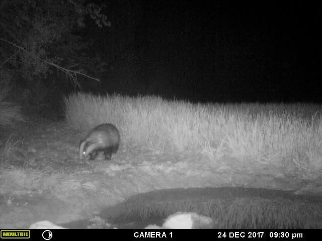 The European badger (Meles meles) - Phototrap