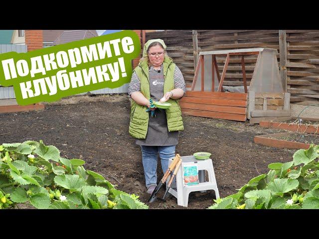 ПОДКОРМИТЕ ЗЕМЛЯНИКУ ТАК! Удобрения для клубники весной