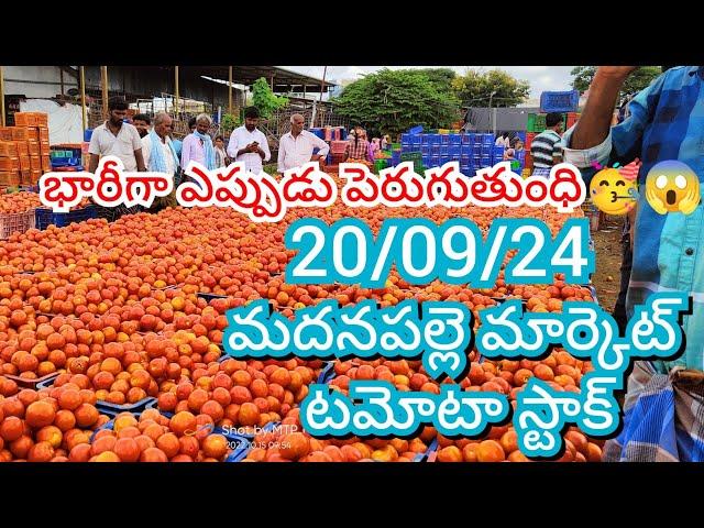 20-09-24 Madanapalle Tomato Market price Today || Today Tomato Market Rate in Madanapalle #today