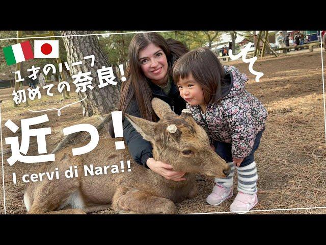 とにかくシカが近い奈良!!??【日本とイタリアのハーフ】旅行Vlog｜国際結婚