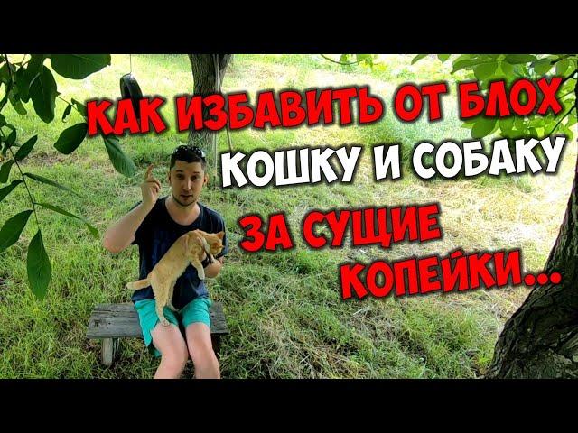 Как быстро избавить кошку собаку от блох  Лучшее средство от блох, вшей и клещей для кошек и собак