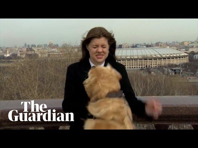 Dog interrupts live weather report in Moscow borrowing journalist's microphone