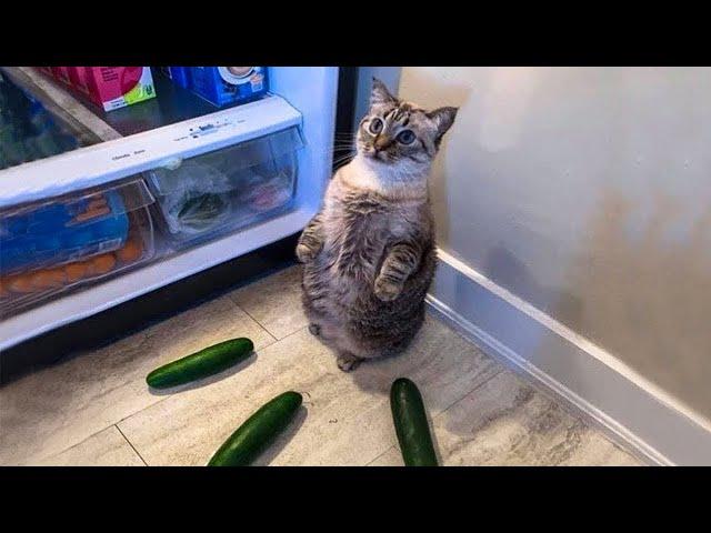 Lustige Katzen Videos 2021  Funniest Cat Ever | Lieblingskatze 