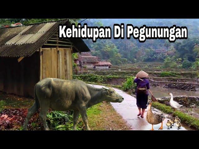 Kehidupan Di Pegunungan