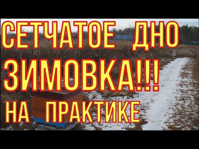 Зимовка пчёл на сетчатом дне. Практическое применение.