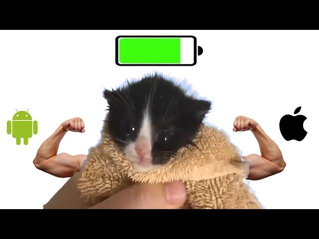 Kitten Meows but phones charging sounds