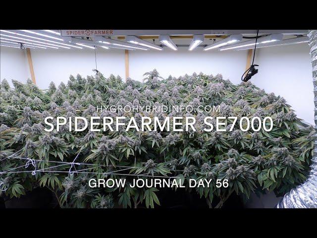 Day 56 Ripening & Harvest - SE7000 Spider Farmer LED Grow Light - Grow Your Own!