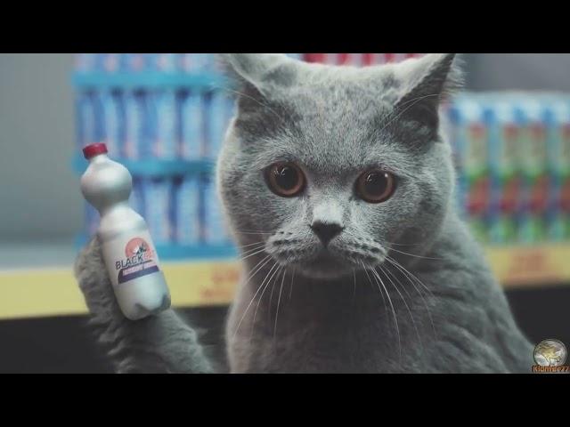 (REUPLOAD) Netto Katzen VERARSCHE   Wenn Katzen sprechen könnten Youtube Kacke