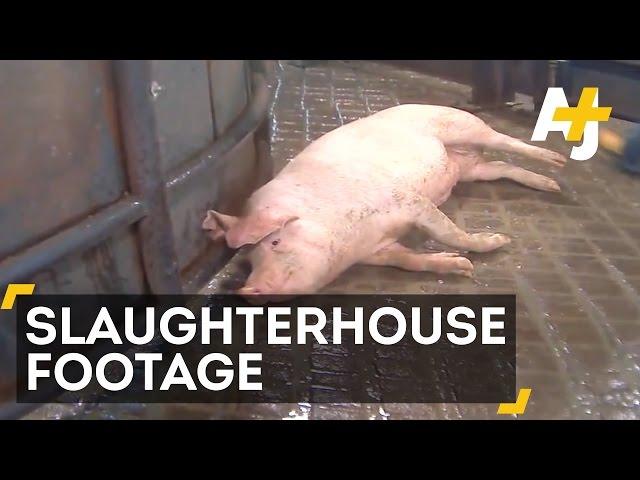 Undercover Video Reveals Horrifying Animal Abuse At Hormel