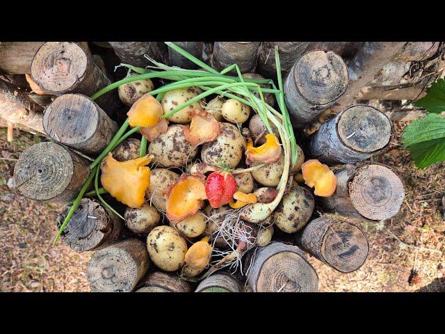 Bushcraft Garden - The Harvest