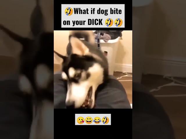 what if dog bite on your DICK  #dog #funnyvideo #dogshorts