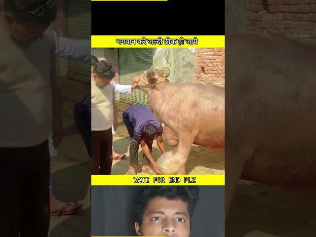 भगवान करे जल्दी ठीक हो जाये ||#viral #short #rescue #animals #ytshorts #FTFACT #cow #dogvideo