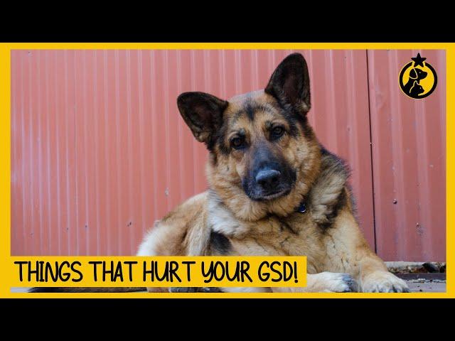 8 Things That Emotionally Hurt Your German Shepherd