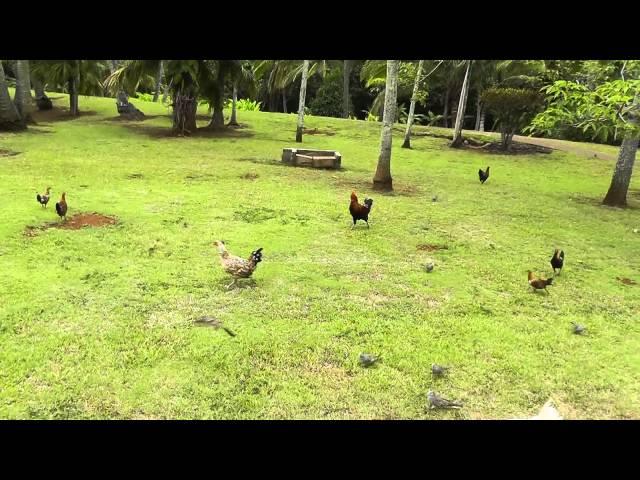 Ace Ventura IV - You become the star with a little chicken feed in Kauai :P