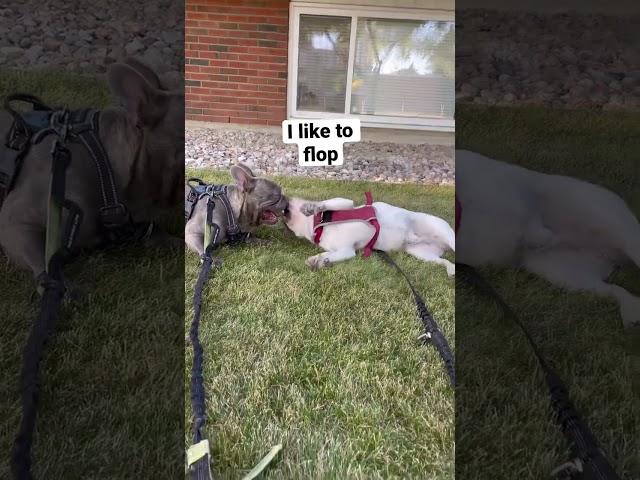 Frenchies Flopping Around #frenchies #flop #around #dogdad #viral