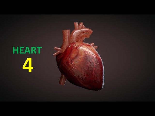 Heart (Part-4). Prof. Dr. Md. Ashfaqur Rahman