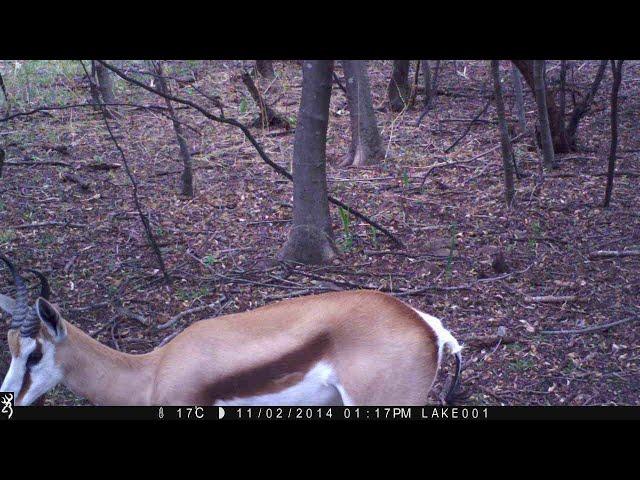 SPRINGBOK on Trail Cam in a FOREST