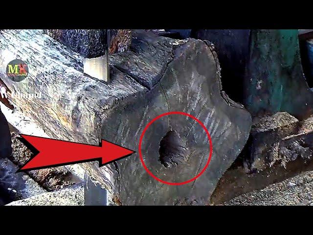 Animal Killer Wood Hiding In The Log || Sawmill